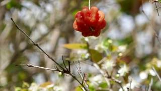 Fleurs amp Fruits  Cerisier de Cayenne ou Pitanga  Ile de Madère février 2017 [upl. by Elberfeld]