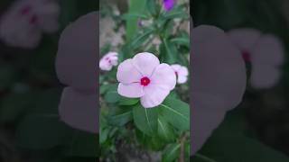 Noyontara flowers natural shortvideo foryou virulvedio [upl. by Statis]