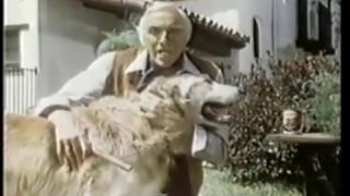 1980 Alpo Commercial [upl. by Aileahcim723]