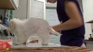 Bichon Frise grooming [upl. by Eahcim714]