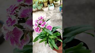 Dianthus plant gardening dianthus shortsvideo garden vlog nature plssupport [upl. by Enerod]