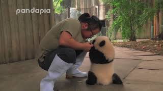 keeper encourages the panda cub to walk [upl. by Strep252]