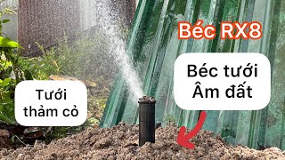 Béc RX8  béc tưới âm đất chuyên tưới thảm cỏ cho sân vườn cảnh quan chạy êm và thẩm mỹ cao [upl. by Guthry158]