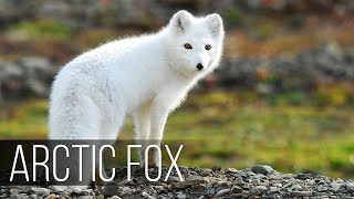 ARCTIC FOX is the most agile hunter in the harsh polar climate [upl. by Jeavons]