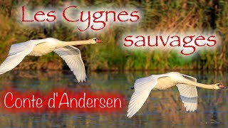 Livre audio  Les Cygnes sauvages conte dAndersen [upl. by Altman]