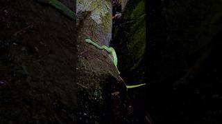 Indian green pit viper viper nature trekking naturephotography snake pit vipers [upl. by Ahtera]