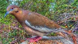 White Winged Dove  Extreme Close Up [upl. by Sedgewake599]