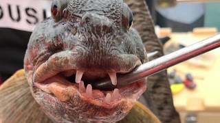 Halibut 70kg Fishing in Tromso Norway [upl. by Yacano741]