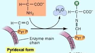 Biosynthesis Amino acids  Metabolism [upl. by Adeirf]