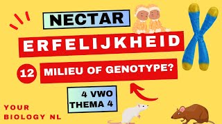 4 vwo  Erfelijkheid  12  Milieu of genotype [upl. by Odanref]