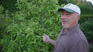 How To Control Pests On Apples And Pear Trees [upl. by Beora]