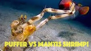 Puffer Fish vs Mantis Shrimp Puffer Fish EXPLODES Underwater after ATTACK from Mantis Shrimp HD [upl. by Gnov410]