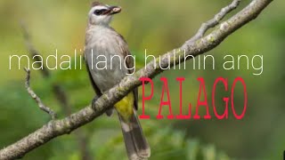 HOW TO CATCH YELLOW VENTED BULBUL OR PALAGO [upl. by Belmonte]