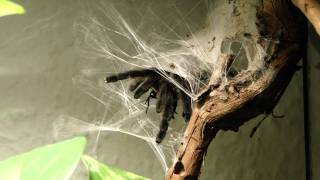 Avicularia versicolor eats cricket [upl. by Arahsit870]