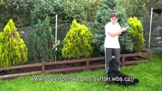 Appenzeller Sennenhund in Bewegungmpg [upl. by Liscomb]