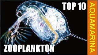 Top 10 types of zooplankton  zooplankton varieties [upl. by Molton]