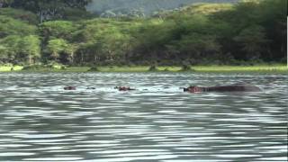 Around the lake Naivasha Kenya [upl. by Euk]