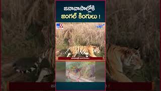 iSmart News  జనావాసాల్లోకి జంగల్ కింగులు   Forest Animals into Villages  TV9 [upl. by Aramak]