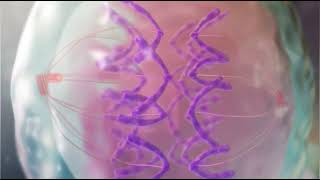 Mitosis  Importance of Mitosis  Medical Animations [upl. by Jedediah]