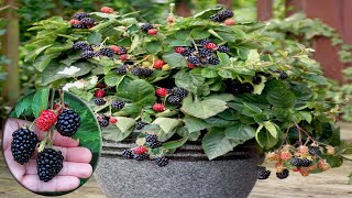 How To Grow Care And Harvesting Blackberry in pots  Gardening Tips [upl. by Africah]