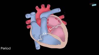 Fisiopatología del aparato cardiocirculatorio [upl. by Nesral]