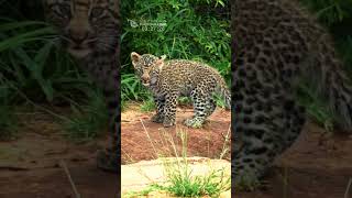 Two Little Leopard Cubs Chirped While Walking With Their Mother Savana Khokovela [upl. by Arad]