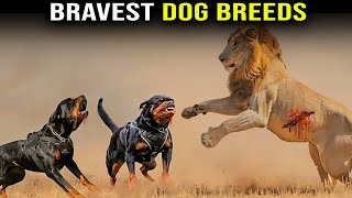 5 Bravest Dog Breeds in the World [upl. by Nivlac]