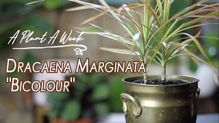 Dracaena marginata quotBicolourquot Care  A Plant A Week [upl. by Nnaesor]