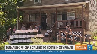 ASPCA Disaster Response Team removes cats from a Lackawanna County home [upl. by Strepphon]