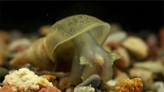 Lymnaea stagnalis  Spitzschlammschnecke  Great Pond Snail [upl. by Dante606]