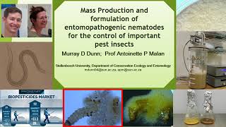 Mass production amp formulation of nematodes for improved field application against key insect pests [upl. by Akirdna7]