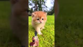 cat kittenish cute kittenoftheday [upl. by Rot]