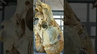 The Heart of the Blue Whale yt heart biology anatomy evolution ocean biology marvel short [upl. by Viveca569]