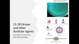 Micro Viral Structures [upl. by Wera]