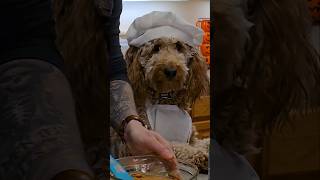 Easy Homemade Dog Cake Recipe pets dog birthday puppy funny fyp cake baking recipe comedy [upl. by Conti]