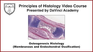 Osteogenesis Histology Membranous and Endochondral Ossification Bone Histology Part 3 of 3 [upl. by Nylegna]