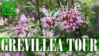 The ULTIMATE GREVILLEA FLOWER TOUR  Exotic and Unique BLOOMS [upl. by Naugal495]