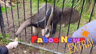 Feeding a Giant Anteater  What do Anteaters Eat  Faboo News Extra Good News For Kids [upl. by Rufena]