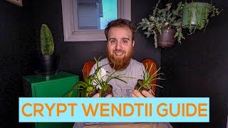 CRYPTOCORYNE WENDTII GREEN BROWN RED EASY AQUARIUM PLANT GUIDE [upl. by Wat]