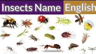 Insects Name  Name of Insects  Insects Name in English  Learn Insects Name  Insects for Kids [upl. by Moulden]