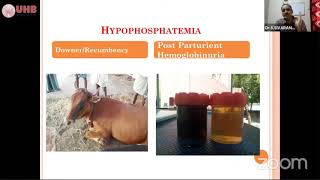 Hypophosphatemia and Post Purturient Hemoglobinuria in ruminants [upl. by Acinom]