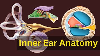 quotExploring the Wonders of Inner Ear Anatomy  A Comprehensive Guidequot [upl. by Bobbie438]