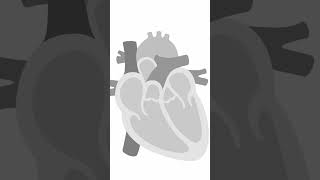 Understanding Heart Segments and Connections Shorts echocardiography pediatrics [upl. by Arnulfo]