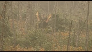 Chasse à lorignal dans la réserve faunique des Laurentides [upl. by Nairadal]