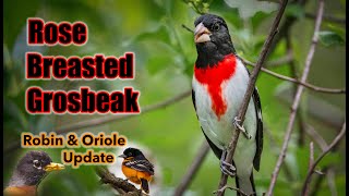 Finding a Rose  Breasted Grosbeak in the Woods [upl. by Cerracchio]