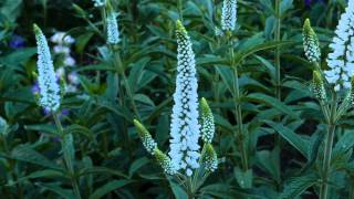 Veronica Longifolia First Lady®  4K [upl. by Brew]