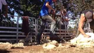 Sheep shearing demo with antique hand cranker [upl. by Yuht]