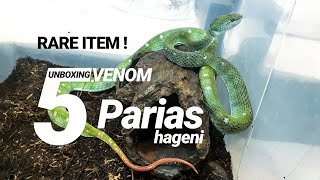 UNBOXING VENOM 5 Ular Viper Langka Hagens Pit Viper Parias hagenii [upl. by Timmi970]