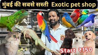 Mumbai Cheapest Pet Market 2024  American grey  Exotic birds  Crawford Market Mumbai [upl. by Ultun]