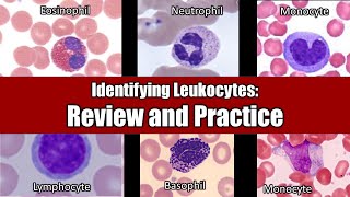 Identifying Leukocytes  Review and Practice [upl. by Jacquelyn]